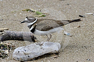 A Killdeer