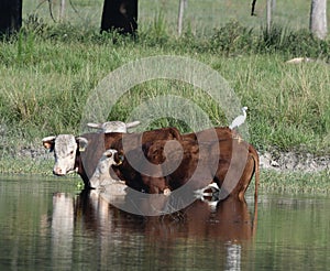 Three Herefords in a Pond