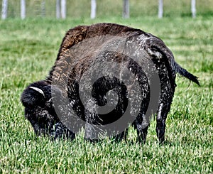 A Wet Adult Bison At Fermi Lab #3 photo