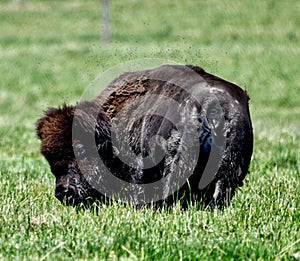 A Wet Adult Bison At Fermi Lab #4 photo