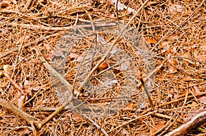 Summer in a pine forest. The earth is strewn with needles. A small mushroom is a yellow boletuses.