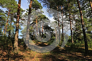 Summer pine forest landscape
