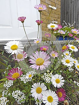 Summer pink daisies roses flowers pretty plants romantic romance bush garden