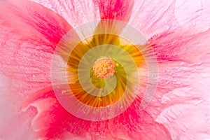 Summer pink flower