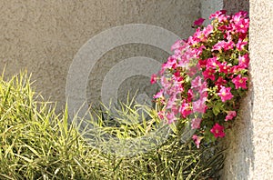 Summer pink flowers on the windowsill