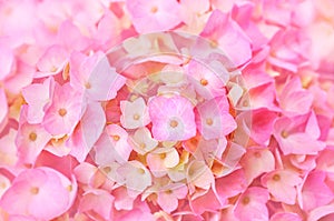 Summer pink hydrangea flowers