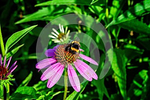 Summer pink medicinal flowers Echinacea, green leaves and herbs, and bumblebee.