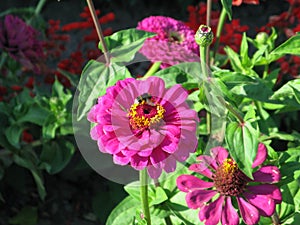 Pink zinnia and a bumblebee