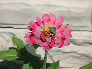 Pink zinnia and a bumblebee