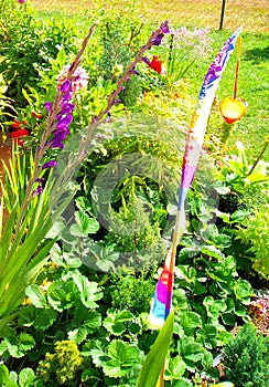 Summer Plants on a Flower Bed at a Terrace