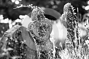 Summer plants growing on an old gravestone in black and white
