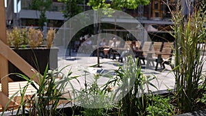 Summer plants on a street in Montreal