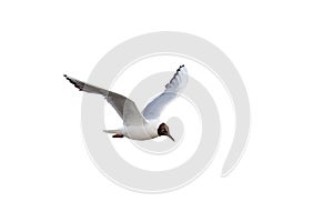 A summer-plumage Black-headed Gull, seagull, Chroicocephalus ridibundus.