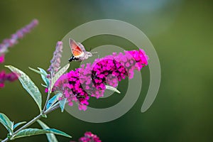 Summer poetic photo. Hummingbird hawk-moth floats around flowering summer lilac butterfly bush and sucks a nectar.