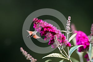 Summer poetic photo. Hummingbird hawk-moth floats around flowering summer lilac butterfly bush and sucks a nectar.