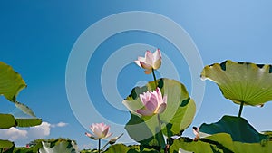 summer pond, close-up of a delicate pink lotus flower in full bloom photo