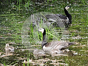 Summer pond with grass, swimming canadian  geese in Helsinki, Finland