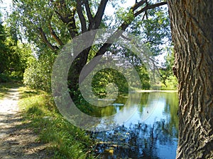 Branchy willow near the pond in summer day.