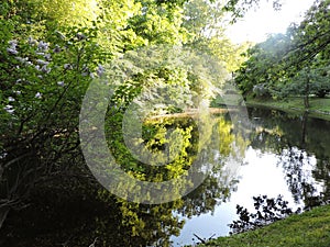 Summer pond  with reflection of bush  lilac in sunny park, Saint-Petersburg