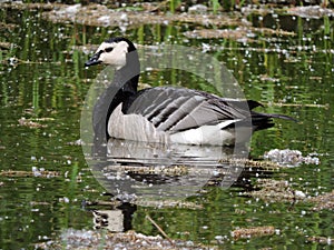 Summer pond, swimming goose in Helsinki, Finland