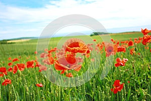 Summer poppies in the fields