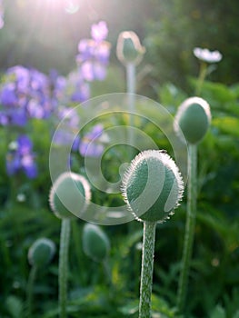 Summer: poppy buds at dawn photo