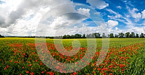 Panoramic Red poppy flowers and blue sky