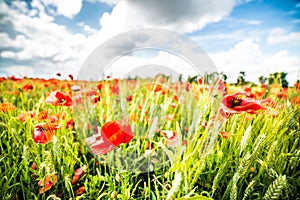 Red poppy flowers and blue sky