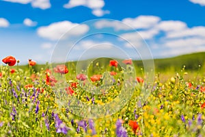 Summer poppy field under blue sky and clouds. Beautiful summer nature meadow and flowers background