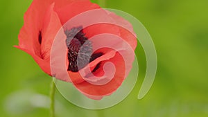 Summer poppy flowers on green field. Open oriental poppy. Papaver orientale Allegro. Close up.