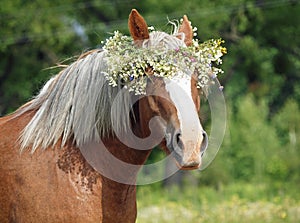 Summer portrait of a beautiful draught horse