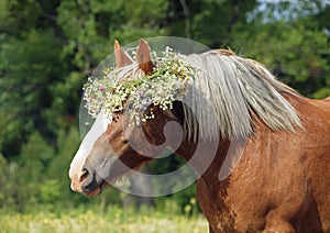 Summer portrait of a beautiful draught horse