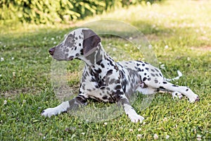 Summer portrait of cute dalmatian dog with brown spots. Smiling purebred dalmatian pet from 101 dalmatian, Cruella movie