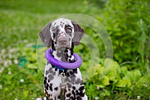 Summer portrait of cute dalmatian dog with brown spots and toy,purple ring. Nice and beautiful dalmatian family pet