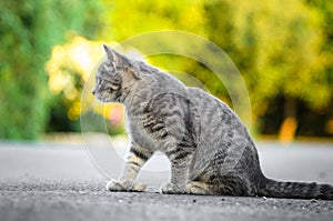 Summer portrait of a gray tabby kitten with beautiful bokeh
