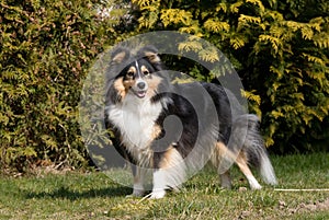 Summer portrait of lovely sheltie collie