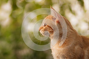 Summer portrait of a red cat on a background of greenery, pets concept, cute kitten walks in the yard