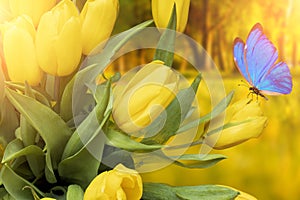 Summer postcard. yellow tulips with blue butterfly in the park in summer