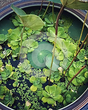 Summer pot Lily vase Asian garden green