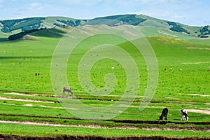 The summer prairie