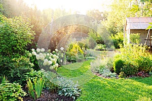 Summer private garden with blooming Hydrangea Annabelle. photo