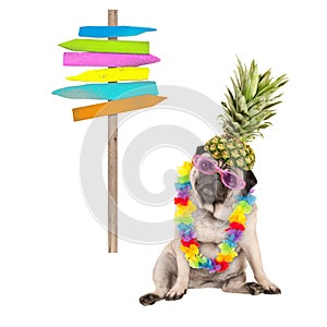 Summer pug dog sitting down with colorful hawaiian flower garland, pink sunglasses and pineapple hat, next to wooden beach sign po