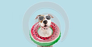 Summer puppy. Happy american Staffordshire dog watermelon ring flotation device. Isolated on blue background