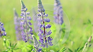 Summer purple wildflowers lupine in meadow at sunset. Summer flower background