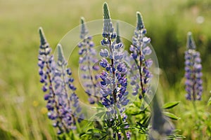 Summer purple wildflowers lupine in meadow at sunset. Summer flower background