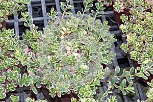 Summer Purslane background