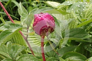 Summer rain drops remained on the bright pink peony bud