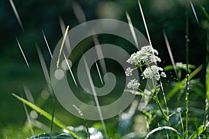 Summer rain in the forest, beautifully falling drops of water on green plants