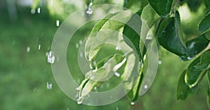 summer rain fresh green leaves water drops foliage