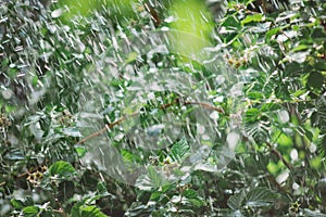 Summer rain in the garden. Beautiful summer background